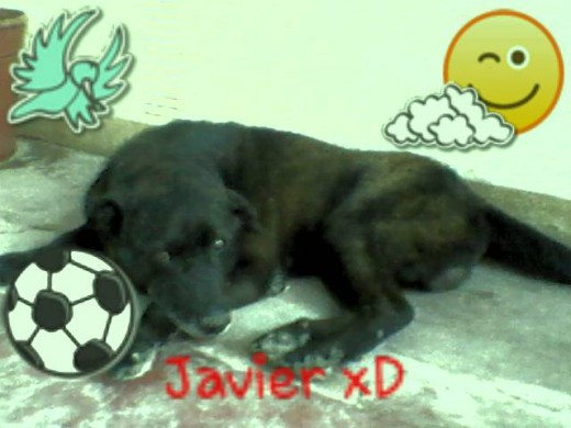 Javier el lindo perrito