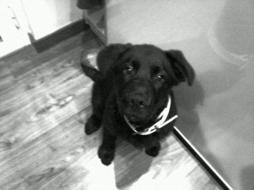 Danko con 3 meses! Danko con 3 meses!