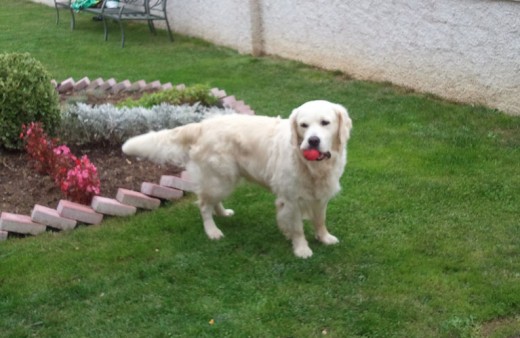 Luky con su eterna pelota.-