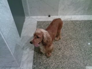 Curro,vivo en La Coruña, estoy dispuesto a cruzarme con una una perrita parecida a mi