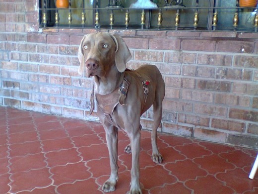 Wilo es un Braco deWeimar muy Jugueton, pero lo que para el es un juego, para algunas aves, gatos o perros pequeños, podria ser la muerte