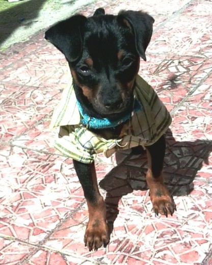 Mi Chalito a sus 6 meses Mi Chalito a sus 6 meses