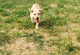 Bianca corriendo hacia mi en el parque