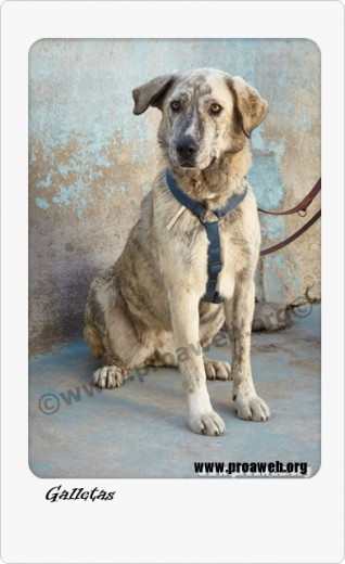 http://www.proaweb.org/animal_100_GALLETAS.html

Contacto: adopciones@proaweb.org