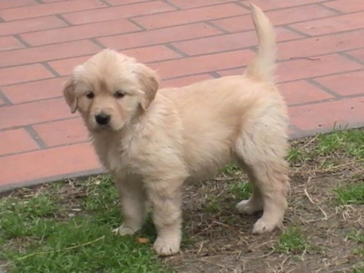 Esta es Bianca,es hermosa y ese el mi patio(esta es una foto de cuando era bebe).