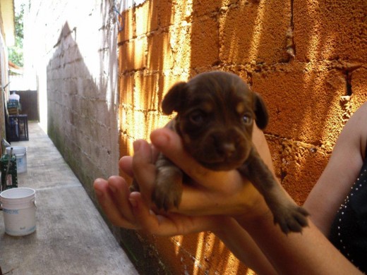 Ella es mi perrita...Xoco.
Es Mestiza, su mama es una Cocker spaniel y no sabemos que raza sea su papa... porque es otro mestizo.
