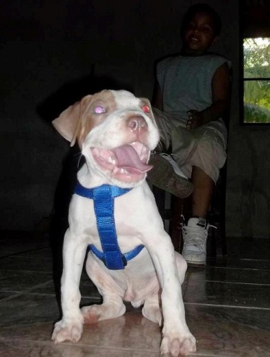 MI perro Hulk tiene 3 meses 