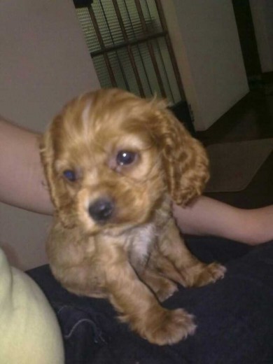 Es la perrita de mi hija Diana