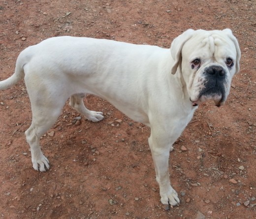 Nuestro precioso Bóxer blanco de 4 añitos, es un juguetón insaciable y el mejor amigo que podría tener.