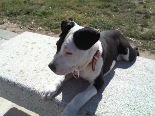 Es un amstaff tiene 3 meses aun