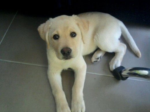 Årtax,con 3 meses Årtax,con 3 meses