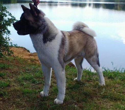 Oso en la laguna de Peña Cabarga en Cantabria