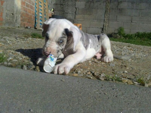 Thor con 1 mesito más o menos...como no, mordiendo algo.