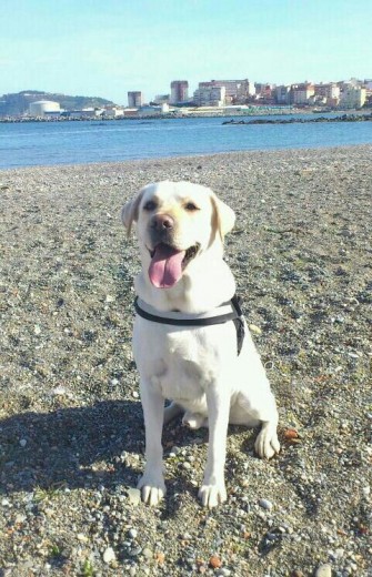 Sansón en la playa. Sansón en la playa.