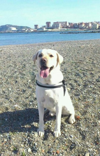 Sansón en la playa.