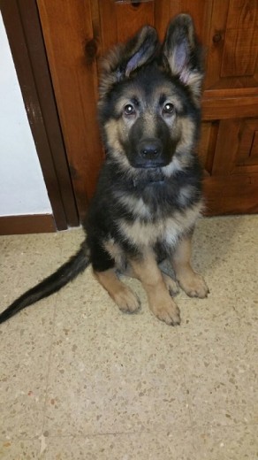 Thor, 12 semanas