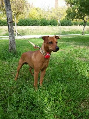 DOBER PRESTANDO ATENCIÓN