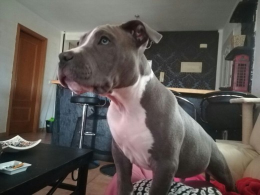 El bully con 8 meses  todo un cachorro super energetico. Rebelde pero fiel  demuestra su proteccion en la casa como un campeon. Adora los chiquillos  
