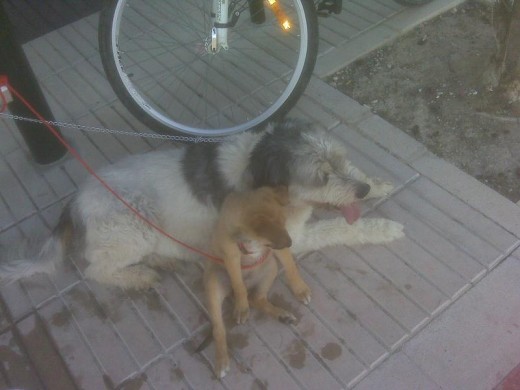 Esta mezcla de pastor Belga y Malamute crece a un ridmo de 1Kg por semana, lo adopté con 2 meses justos tras hacerle varias pruebas y tras ser adoptada por Dolsa en escasamente 1 semana ha empezado su adiestramiento como futura dominante de mi manada, un proceso que le llevará 4 años!!! Esta mezcla de pastor Belga y Malamute crece a un ridmo de 1Kg por semana, lo adopté con 2 meses justos tras hacerle varias pruebas y tras ser adoptada por Dolsa en escasamente 1 semana ha empezado su adiestramiento como futura dominante de mi manada, un proceso que le llevará 4 años!!!