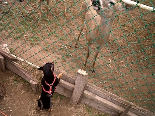 le gustaba salir a pasear y conocer otros animales