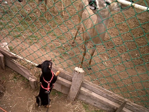 le gustaba salir a pasear y conocer otros animales