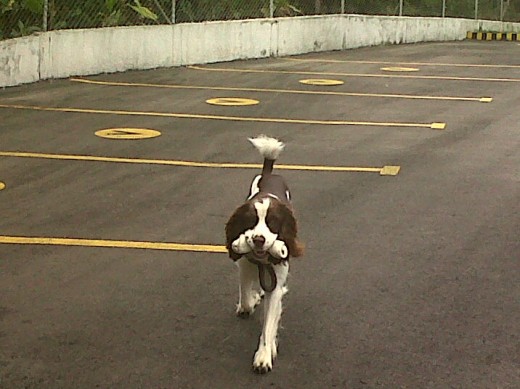 jugando con su hueso