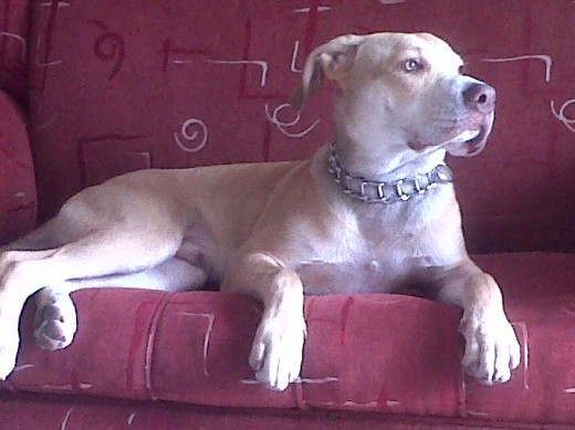 Mirando el sol