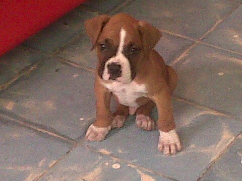 Es un boxer muy jugueton con cara de tierno 