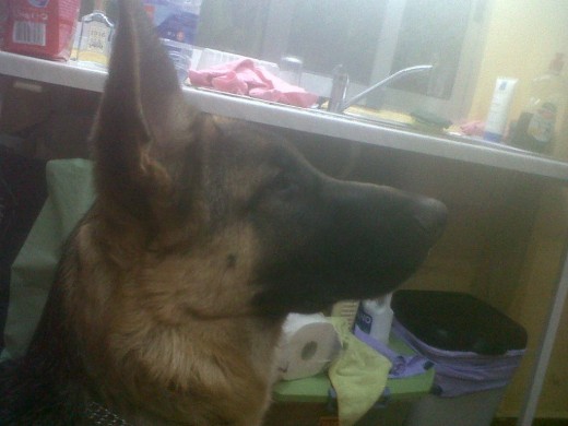 Kenobi con 5 meses