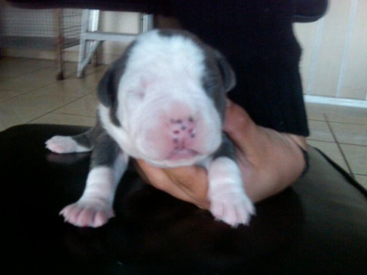 bueno este es mi primer pit bull  blue 