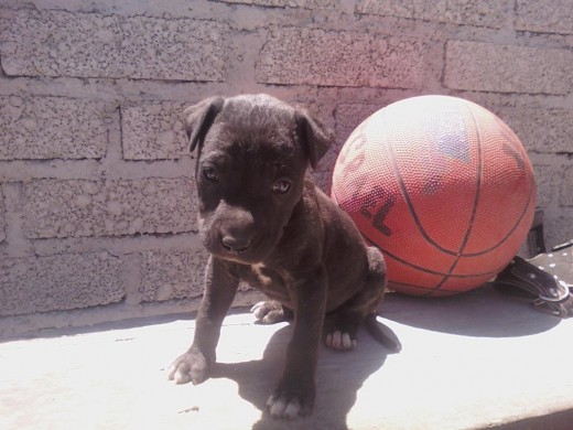 1 mes 15 dias 1 mes 15 dias