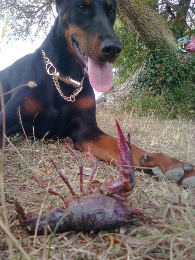 Negra con sus cangrejitos....vaya pescadora!!!!