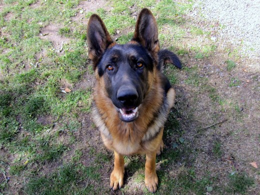 Mi perrito sonriente