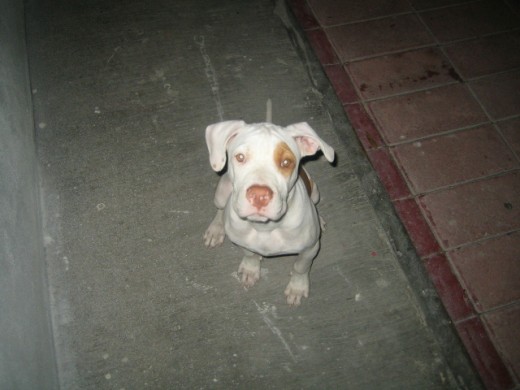 Es hijo de goliath y tiene su propio facebook visiten su pagina http://www.facebook.com/AdoroAmiMascota