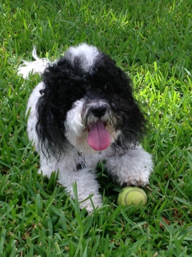 A Lucky le fascina la pelota de tenis. 