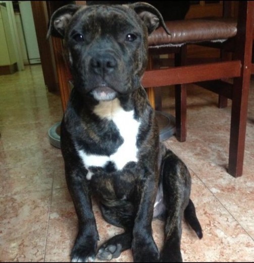 4 meses 4 meses