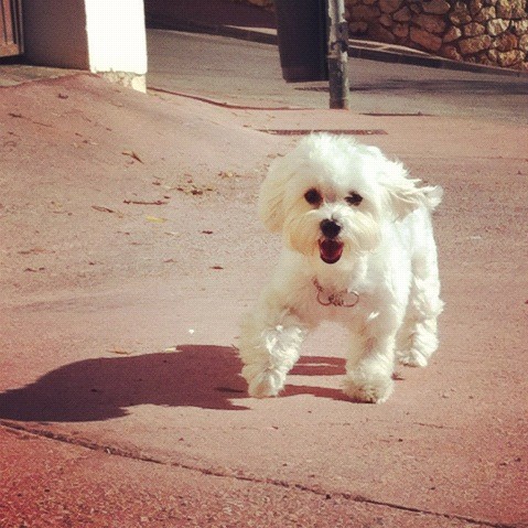 Enzo paseando por la calle