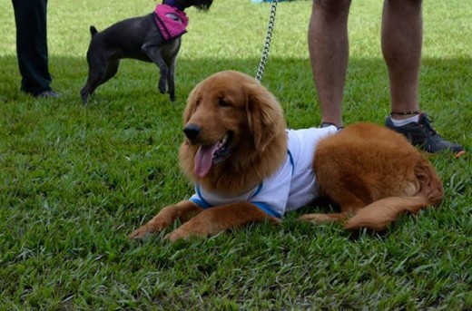 Cody cachorro de 9 meses !! deportista practica agility., nivel obediencia basica y agility grado -1