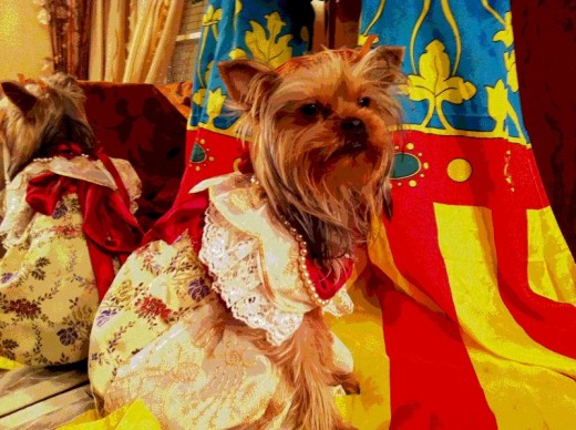 esta es daisy,la peque de la casa,probandose su traje nuevo,ya que estas fallas seran las primeras de su vida.