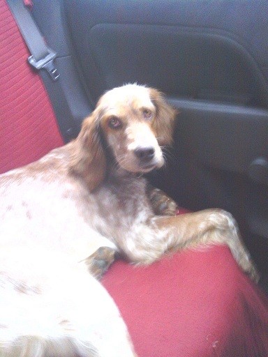 Esta es zara, es una setter ingles de un año y medio. Somos una empresa de transporte animalista y también protectora de animales, esta es mi mascota pero en nuestra web: proteccionanimal-asturias.es podreís ver a todos los animales que acogemos abandonados y a los cuales puedes adoptar. Esta es zara, es una setter ingles de un año y medio. Somos una empresa de transporte animalista y también protectora de animales, esta es mi mascota pero en nuestra web: proteccionanimal-asturias.es podreís ver a todos los animales que acogemos abandonados y a los cuales puedes adoptar.