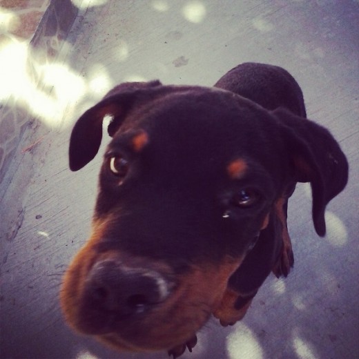 Rottweiler con un triangulo negro en la barbilla,