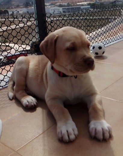 Me llamo Thor, soy un cruce de american stadffordhire y labrador. Soy súper activo, con unos ojazos verdes/azules, y un cuerpo fibrado. 