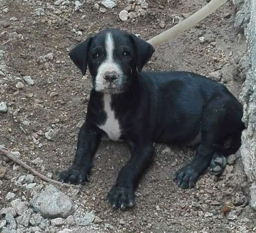 Perro Cruz de Pitbull con Labrado
Nombre: Roku

Muy Tranquilo y Cariñoso