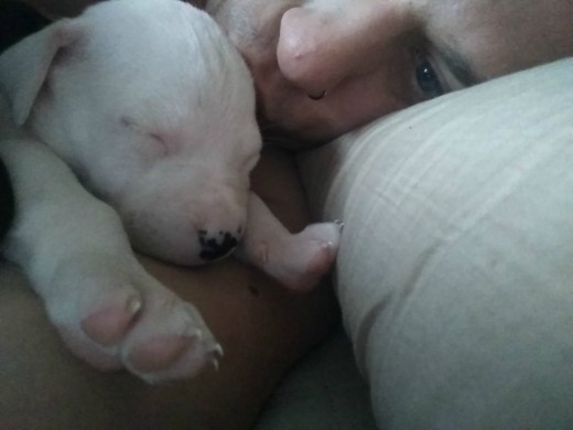 Dogo Argentino - Pitbull