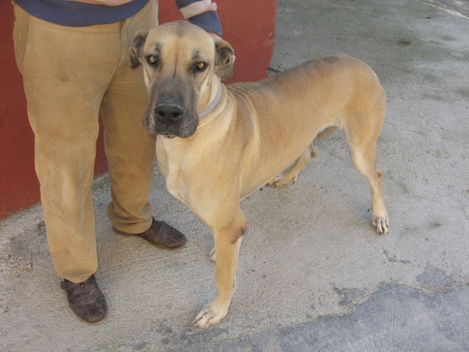 gran danes hembra, busca macho gran danés dorado o atigrado en Sevilla. Urge. tfn 654568439