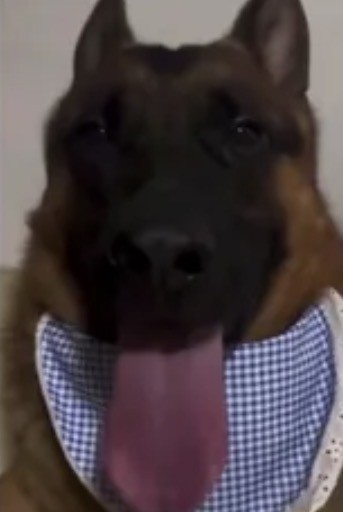 Es un perro muy guay