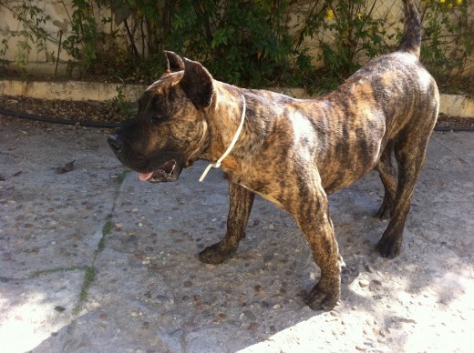 Tigre(20/02/2012) Tigre(20/02/2012)