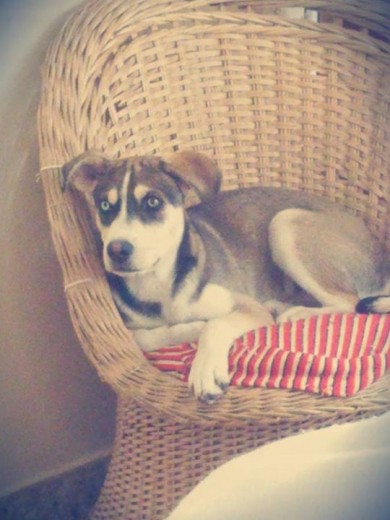 Holaaa, me llamo Sam, naci el día 17 de mayo mas junto a mis 5 hermanitos, mi mami dice que apenas me vio se enamoro profundamente de mi ... ella estaba muy triste y a la ves ansiosa, no sabia si la hiban a dejar tenerme ... pero despues de tanto insistirle a mi abuelito, finalmente dijo que si... y a partir de ese momento que me fui con mi mami soy el perrito mas lindo y jugeton que puede haber, le doy gracias a porque si ella no me hubiera adoptado, no se que seria de mi para este entonces... mi mami biológica es una Husky Siberiano y mi papi es un American pitbull terrier :) Holaaa, me llamo Sam, naci el día 17 de mayo mas junto a mis 5 hermanitos, mi mami dice que apenas me vio se enamoro profundamente de mi ... ella estaba muy triste y a la ves ansiosa, no sabia si la hiban a dejar tenerme ... pero despues de tanto insistirle a mi abuelito, finalmente dijo que si... y a partir de ese momento que me fui con mi mami soy el perrito mas lindo y jugeton que puede haber, le doy gracias a porque si ella no me hubiera adoptado, no se que seria de mi para este entonces... mi mami biológica es una Husky Siberiano y mi papi es un American pitbull terrier :)