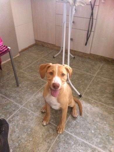 Esta perrita se lleva genial con todo el mundo. Tiene muy buen caracter, es dócil.