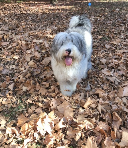 BALOO.OTOÑO 2017 BALOO.OTOÑO 2017